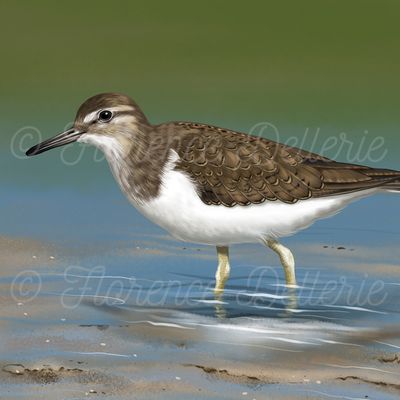 Illustration naturaliste ornithologique : Chevalier guignette