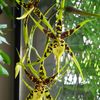 Orchidée Araignée (Brassia)