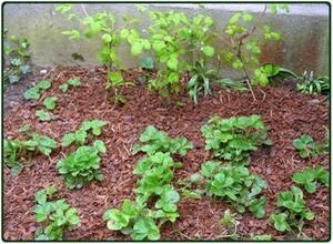 Mon premier potager : quelle surface ?