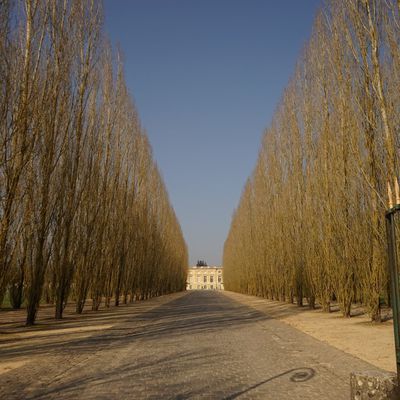 Allée de peuplier.