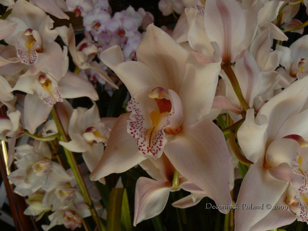 des orchidées photographiées lors de l'exposition au Bois_du_Cazier en Belgique