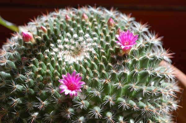 Première couronne de fleurs de l'année