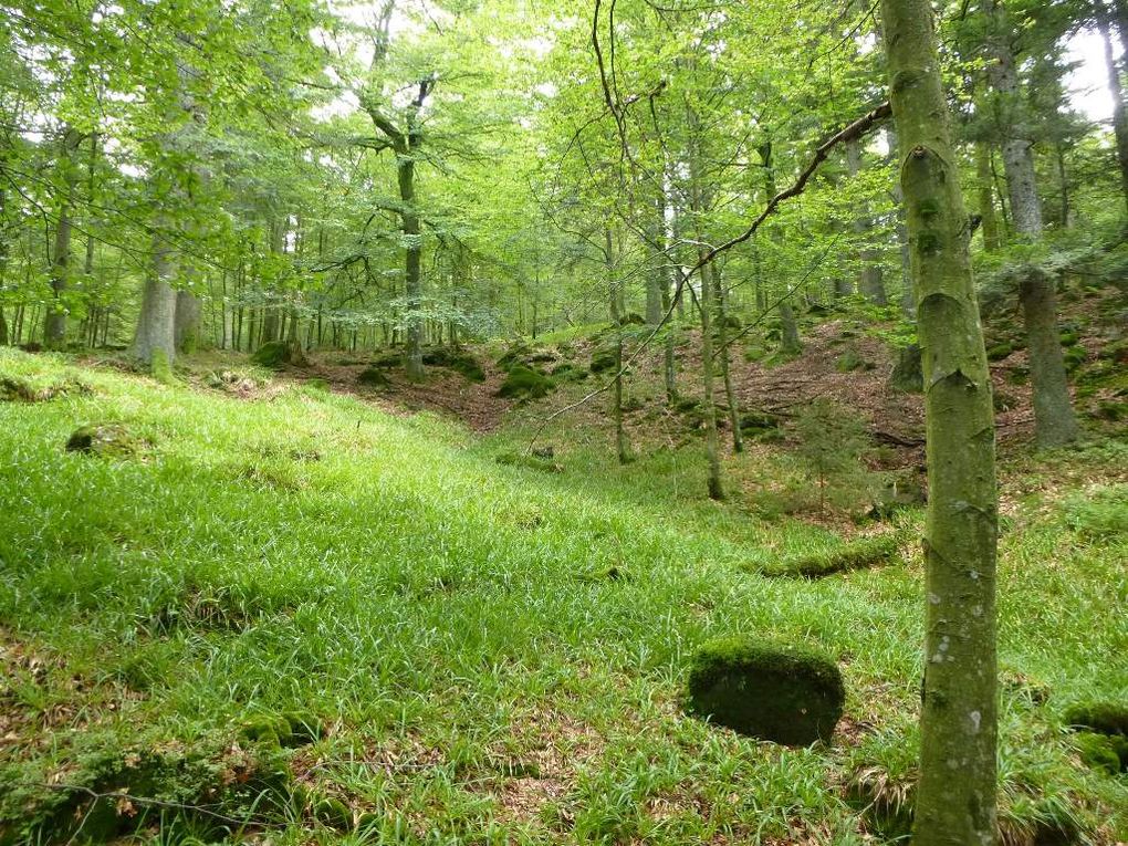 Diaporama : la forêt domaniale (réserve biologique), de l'Urstein ...