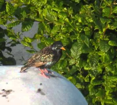 Les Oiseaux Blancs les Oiseaux Noirs