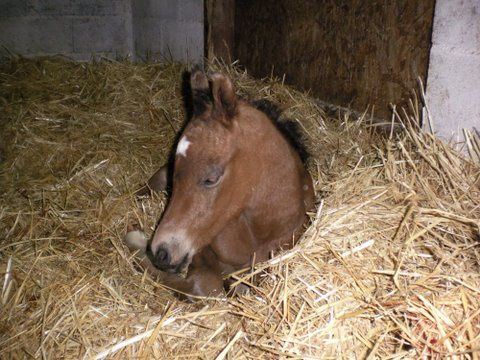 Album - poulains d'Europe's Padron - Europe's Padron foals 