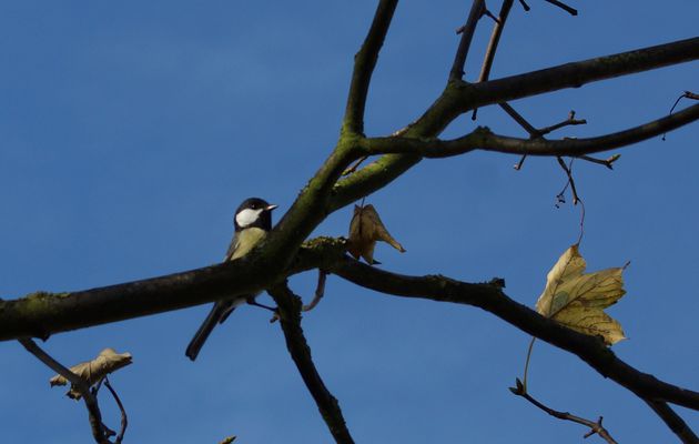 Mésange charbonnière