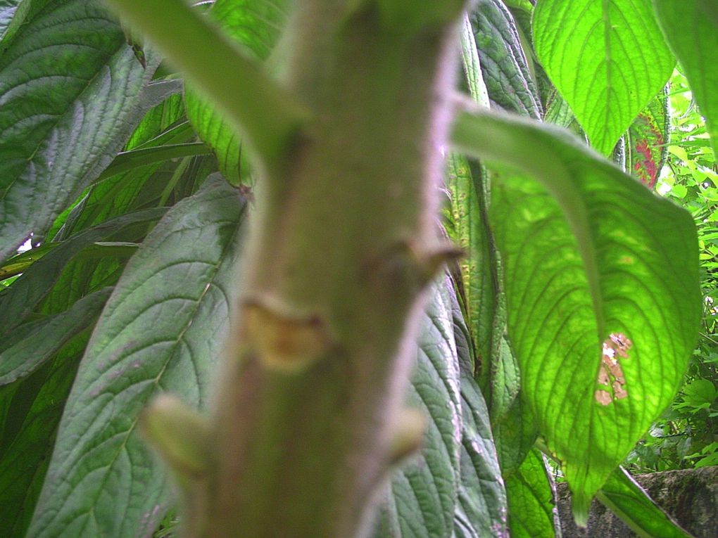 Album - les troncs d'echium pininana