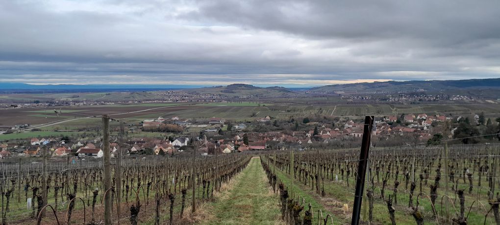 Balade en forêt sur le Wangenberg