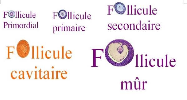 quelques définitions illustrées des notions importantes du programme de Terminale S( mais pas seulement). Le principe est simple: un mot + Une image.    Vous pouvez participer..; envoyer moi vos réalisations