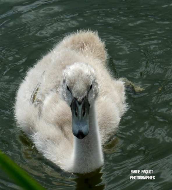 Photographies animalières...........