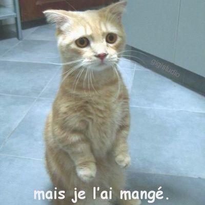 Blogs Humour Images Videos Les Meilleurs Articles