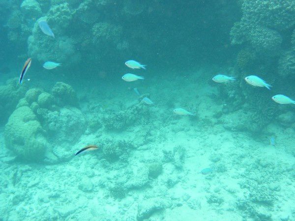 Album - Great Barrier Reef