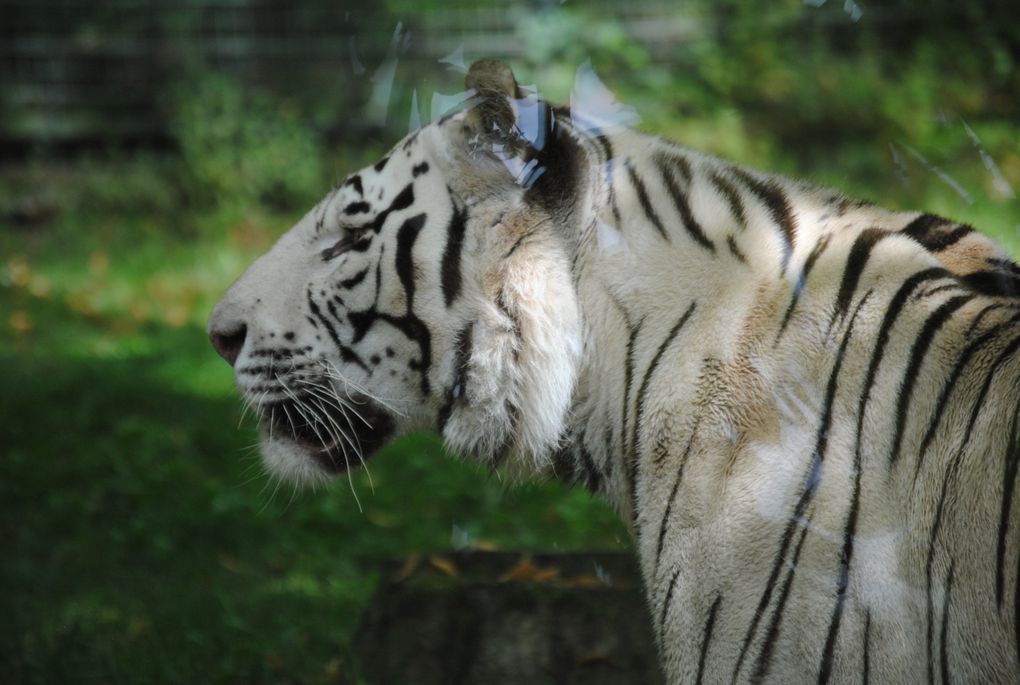 zoo de ST AIGNAN 
BEAUVAL