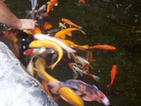 Poissons koi