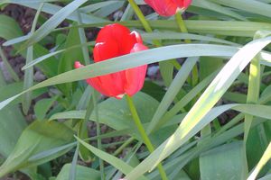 Les tulipes de mon jardin..