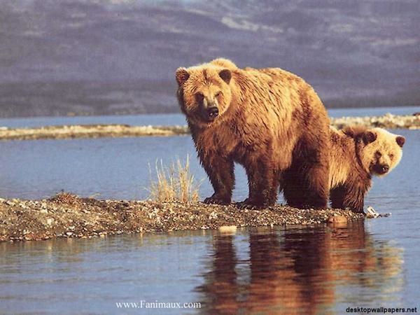 Images d'ours polaire