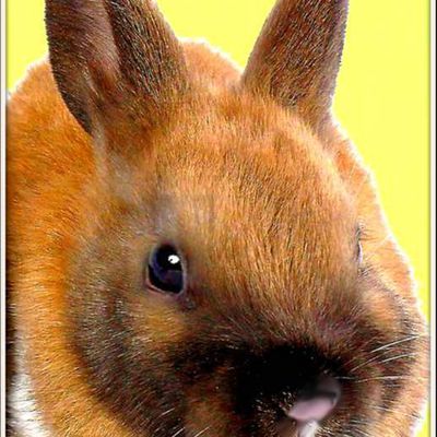 Animaux campagne - lapin