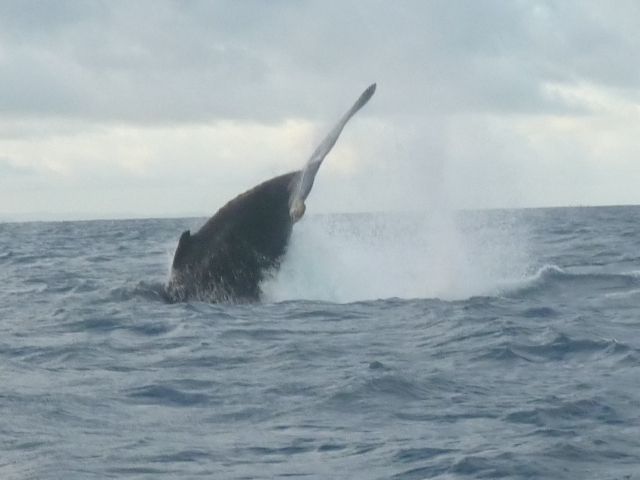 L'île de Sainte-Marie, ses baleines, ses histoires de Pirates, ses cocotiers...