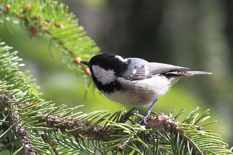 Album - Faune-Oiseau-7