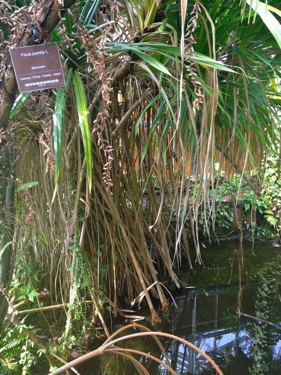 Hortus Botanicus - Amsterdam