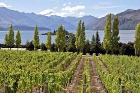 #Gamay Producers Central Otago Vineyards New Zealand