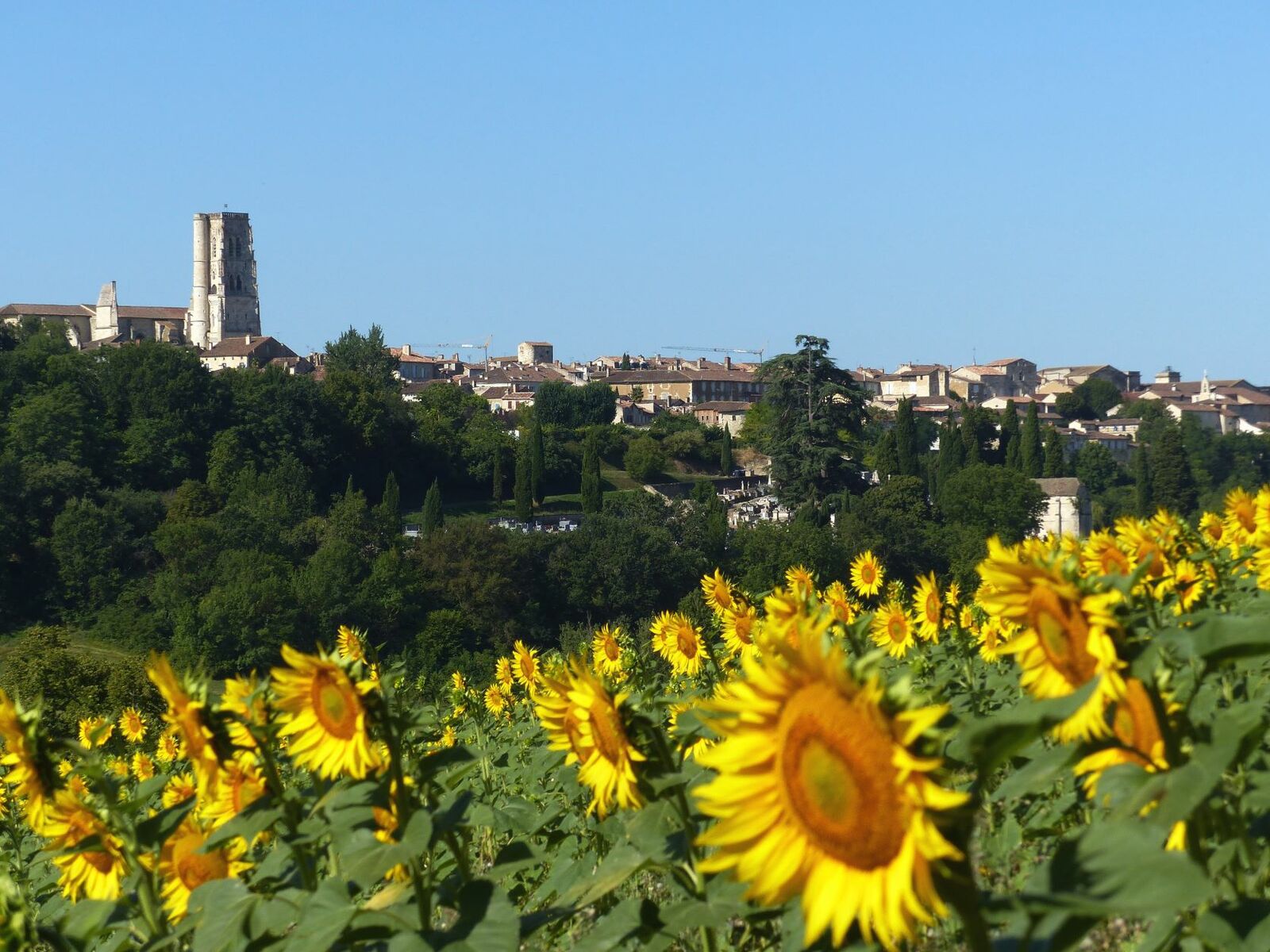 tournesol lectoure gascogne