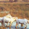 chevaux en Camargue