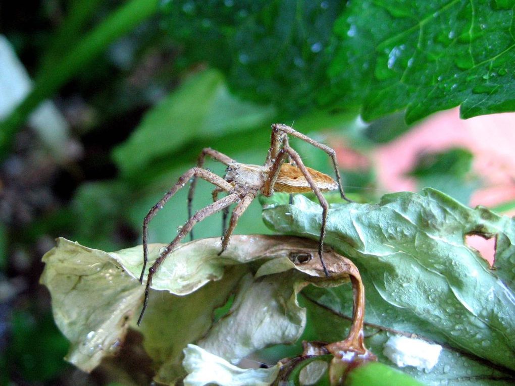 Photos d'insectes et d'araignées généralement en macro