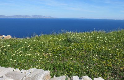 Plantes de l'île de Syros dans les Cyclades Avril 2018