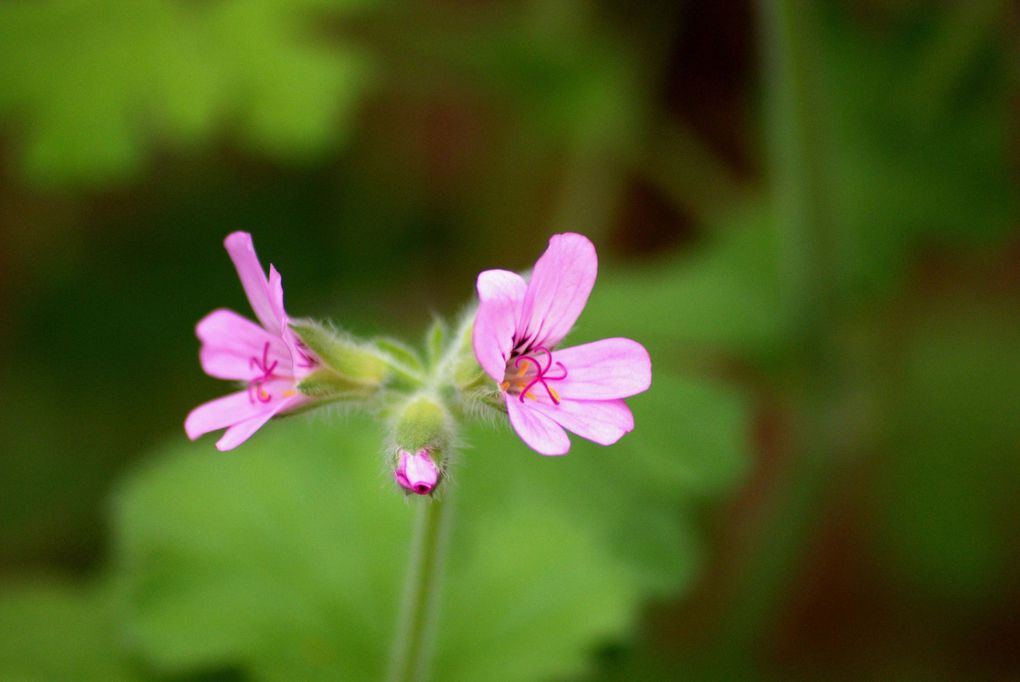 Album - Fleurs-toutes-saisons