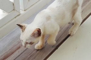 TOUTATIS s'appelle LITCHI - chaton femelle siamois - yeux bleus - 3 mois - adoptée