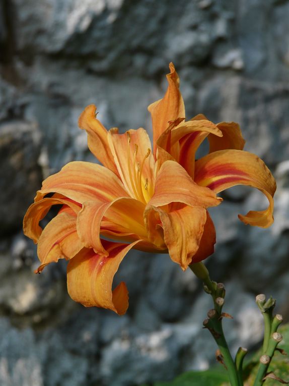 Album - jARDIN-NATURE