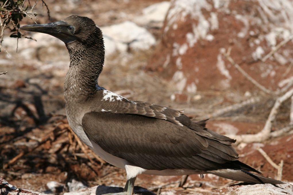 Photos d'Equateur et Galapagos