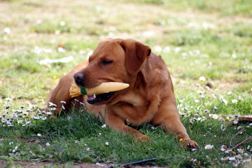 Chiens et chats divers rencontrés ou gardés chez moi... ou en visite !!