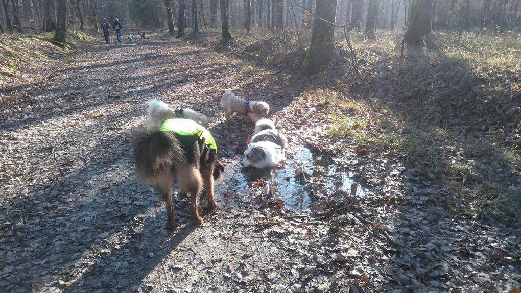 17ème Rando Canine le 14/01/2018 à Rilly sur Loire