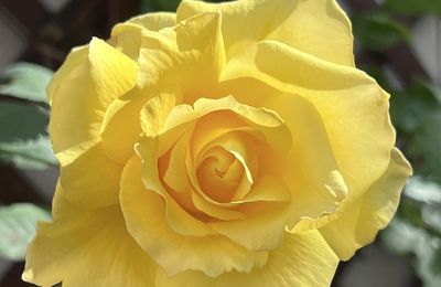 triste est mon amie la rose ce matin