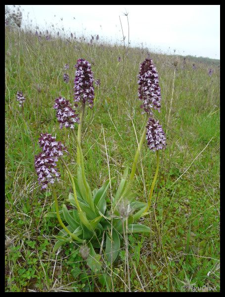 Orchis-purpurea