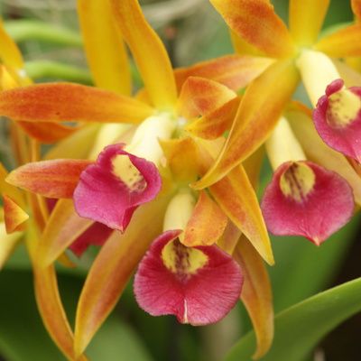 Comment entretenir une orchidée pour la faire repousser ?