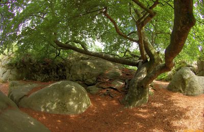 Place de druides