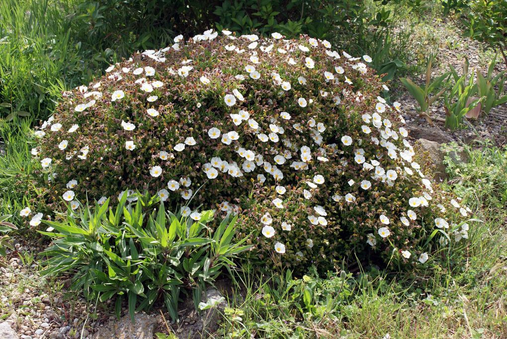 Fleurs de printemps de mon jardin ou des jardins de mes amies...