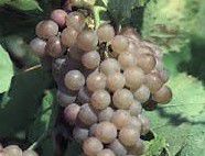 #Traminette Producers Michigan Vineyards