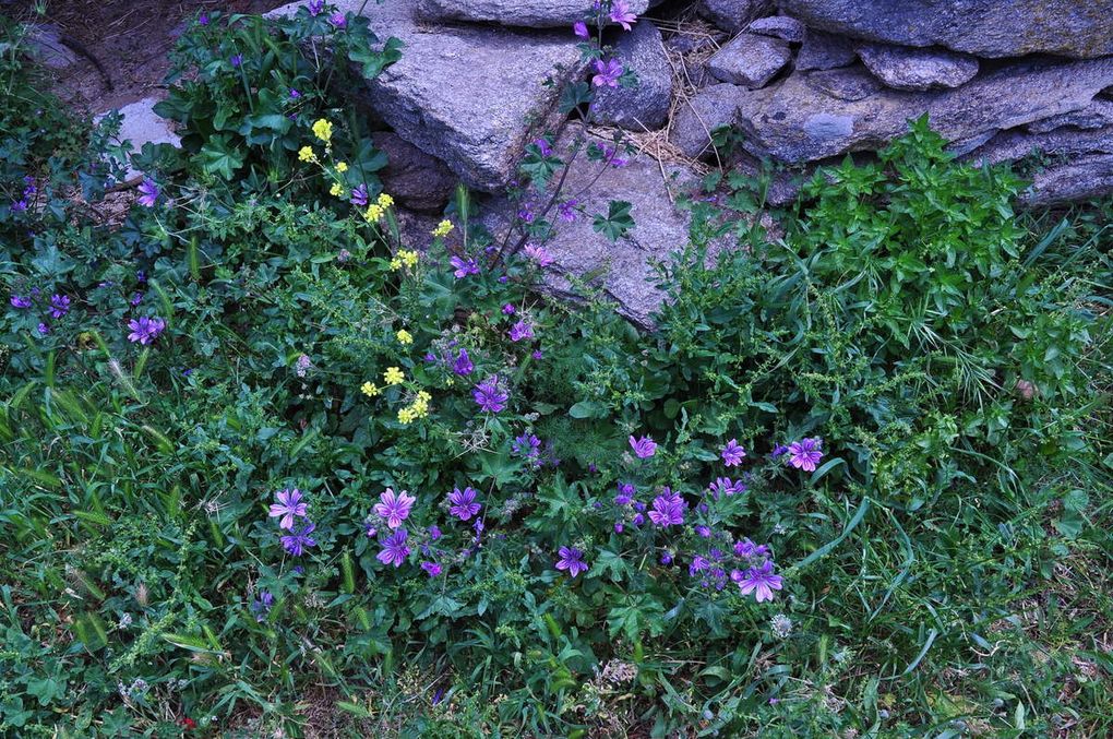 là où les murs sont des jardins....