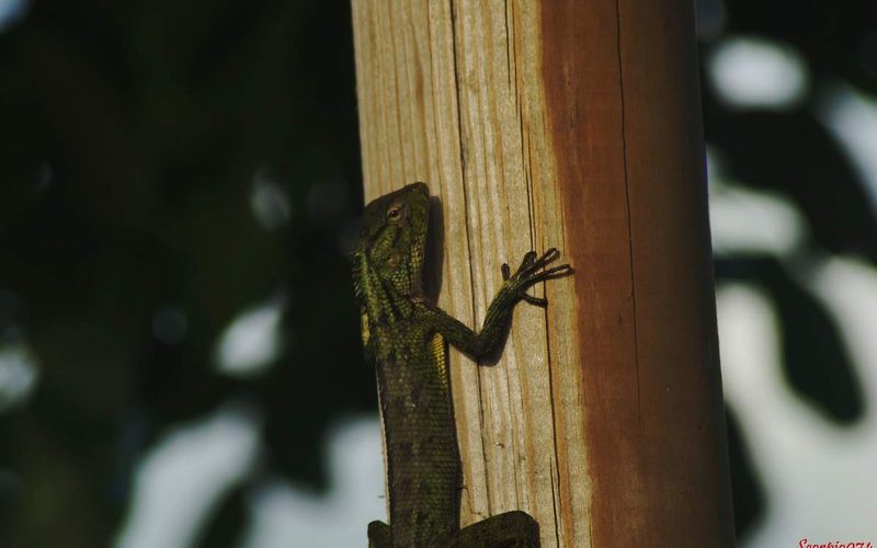 Un Agame arlequin au soleil.