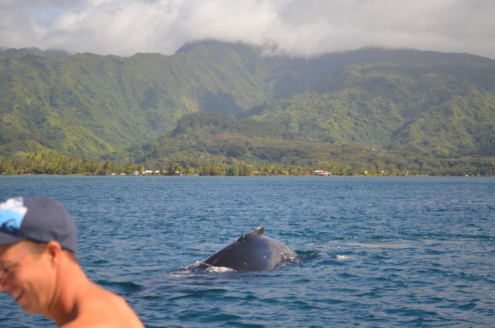 Album - 2012-10-28-Baleines---wake