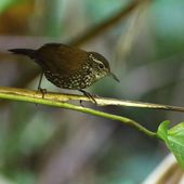 Classement alphabétique de la liste des espèces de la famille des Furnariidae - 320 espèces répertoriées. - aves