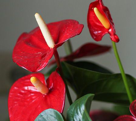 Plante fleur rouge interieur