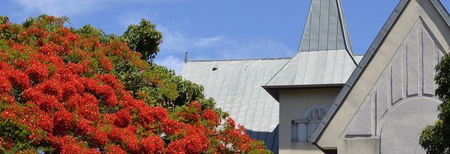 Le flamboyant de la maison Serveaux