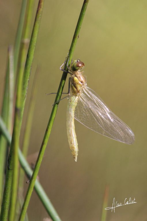 Emergence anisoptère