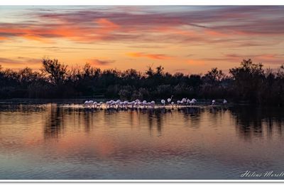 Parades nuptiales des flamants roses 