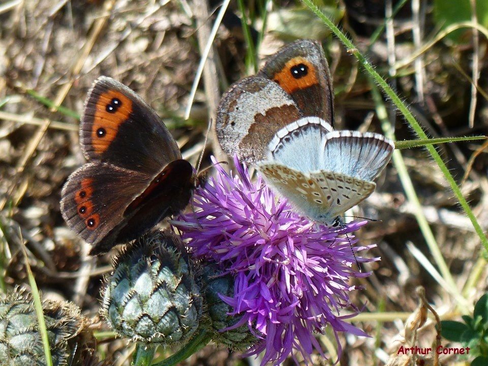 Papillons légers
